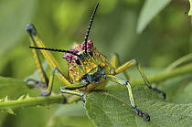 Gaudy Grasshopper (Phymateus saxosus), southern Madagascar
