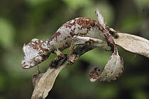 Fantastic Leaf-tail Gecko (Uroplatus phantasticus), Andasibe-Mantadia National Park, Madagascar
