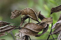 Fantastic Leaf-tail Gecko (Uroplatus phantasticus) mimicking leaves, Andasibe-Mantadia National Park, Madagascar