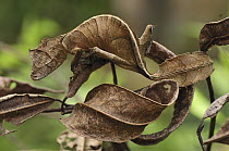 Fantastic Leaf-tail Gecko (Uroplatus phantasticus) mimicking leaves, Andasibe-Mantadia National Park, Madagascar
