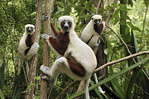 Coquerel's Sifaka (Propithecus coquereli) trio in trees, Ankarafantsika National Park, Madagascar