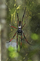 Giant Orb-weaving Spider (Nephila madagascariensis) on web, Andasibe-Mantadia National Park, Madagascar