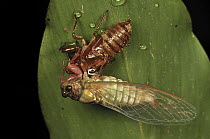 Cicada emerged from nymphal case, Andasibe-Mantadia National Park, Madagascar