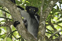 Indri (Indri indri) sitting in tree, Andasibe-Mantadia National Park, Madagascar