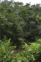 Tropical rainforest with river, Andasibe-Mantadia National Park, Madagascar