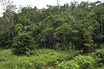Tropical rainforest with river, Andasibe-Mantadia National Park, Madagascar