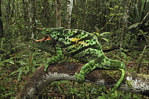 Parson's Chameleon (Calumma parsonii) male in defensive posture, Andasibe-Mantadia National Park, Madagascar