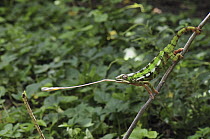 Panther Chameleon (Chamaeleo pardalis) male striking at an insect, Andasibe-Mantadia National Park, Madagascar