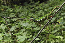 Panther Chameleon (Chamaeleo pardalis) male striking at an insect, Andasibe-Mantadia National Park, Madagascar