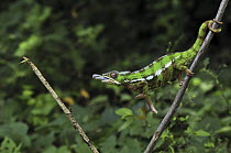 Panther Chameleon (Chamaeleo pardalis) male striking at an insect, Andasibe-Mantadia National Park, Madagascar. Sequence 1 of 3