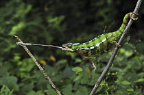 Panther Chameleon (Chamaeleo pardalis) male catching an insect, Andasibe-Mantadia National Park, Madagascar. Sequence 2 of 3
