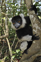 Black and White Ruffed Lemur (Varecia variegata variegata), Toamasina, Madagascar