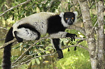 Black and White Ruffed Lemur (Varecia variegata variegata) in tree, Toamasina, Madagascar