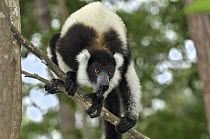 Black and White Ruffed Lemur (Varecia variegata variegata), Toamasina, Madagascar