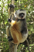 Diademed Sifaka (Propithecus diadema) calling, Andasibe-Mantadia National Park, Madagascar