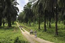 African Oil Palm (Elaeis guineensis) plantation and people, eastern Madagascar