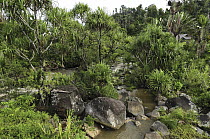 Screw Pine (Pandanus utilis) forest and river near Mananara, eastern Madagascar