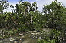 Screw Pine (Pandanus utilis) and Travellers Palm (Ravenala madagascariensis) forest and river near Mananara, eastern Madagascar