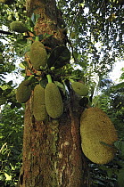 Jackfruit (Artocarpus heterophyllus) with fruit, Mananara, eastern Madagascar