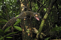 Common Flat-tail Gecko (Uroplatus fimbriatus) in defensive posture, Masoala National Park, Madagascar