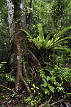 Bird's Nest Fern (Asplenium sp) in tropical rainforest with buttress root, Nosy Mangabe island, Masoala National Park, Madagascar