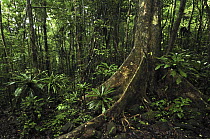 Tropical rainforest with buttress tree, Masoala National Park, Madagascar