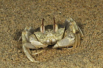Ghost Crab (Ocypode sp) on the beach, Masoala National Park, Madagascar