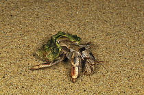 Hermit Crab (Paguroidea) on beach, Masoala National Park, Madagascar