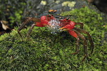 Arboreal Crab (Malagasya antongilensis), Masoala National Park, Madagascar