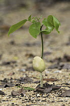 Sprout growing from seed, Masoala National Park, Madagascar