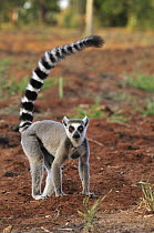 Ring-tailed Lemur (Lemur catta) on recently plowed agricultural field, Berenty Private Reserve, Madagascar