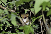Brown Mouse Lemur (Microcebus rufus) at night, Berenty Private Reserve, Madagascar