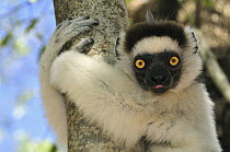 Verreaux's Sifaka (Propithecus verreauxi) clinging to tree, Berenty Private Reserve, Madagascar