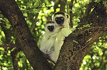 Verreaux's Sifaka (Propithecus verreauxi) mother with an infant, Berenty Private Reserve, Madagascar