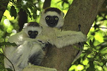 Verreaux's Sifaka (Propithecus verreauxi) mother with an infant, Berenty Private Reserve, Madagascar