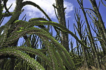 Madagascan Ocotillo (Alluaudia procera), Spiny Forest, Berenty Private Reserve, Madagascar