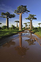 Grandidier's Baobab (Adansonia grandidieri) forest lining road near Morondava, Madagascar