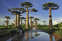 Grandidier's Baobab (Adansonia grandidieri) forest lining road near Morondava, Madagascar