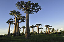 Grandidier's Baobab (Adansonia grandidieri) forest near Morondava, Madagascar