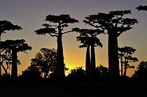 Grandidier's Baobab (Adansonia grandidieri) forest at sunset near Morondava, Madagascar