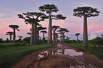 Grandidier's Baobab (Adansonia grandidieri) forest lining road at sunset near Morondava, Madagascar