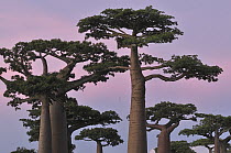 Grandidier's Baobab (Adansonia grandidieri) forest at sunset near Morondava, Madagascar