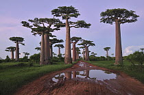 Grandidier's Baobab (Adansonia grandidieri) forest lining road at sunset near Morondava, Madagascar