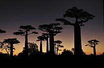 Grandidier's Baobab (Adansonia grandidieri) at sunset near Morondava, Madagascar