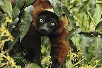 Red Ruffed Lemur (Varecia rubra) portrait, Masoala National Park, Madagascar