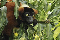 Red Ruffed Lemur (Varecia rubra), Masoala National Park, Madagascar