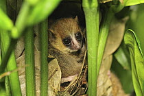 Goodman's Mouse Lemur (Microcebus lehilahytsara) in nest, new species discovered in Aug 2005, Masoala National Park, Madagascar