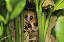 Goodman's Mouse Lemur (Microcebus lehilahytsara) pair in nest, new species discovered in Aug 2005, Masoala National Park, Madagascar