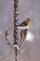 American Goldfinch (Carduelis tristis) in winter, Nova Scotia, Canada