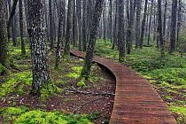 Boardwalk in old-growth forest, Kejimkujik National Park, Nova Scotia, Canada